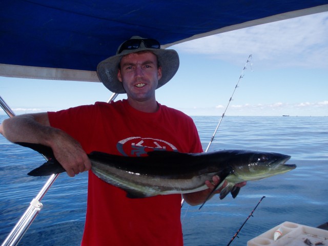 Collateral Cobia